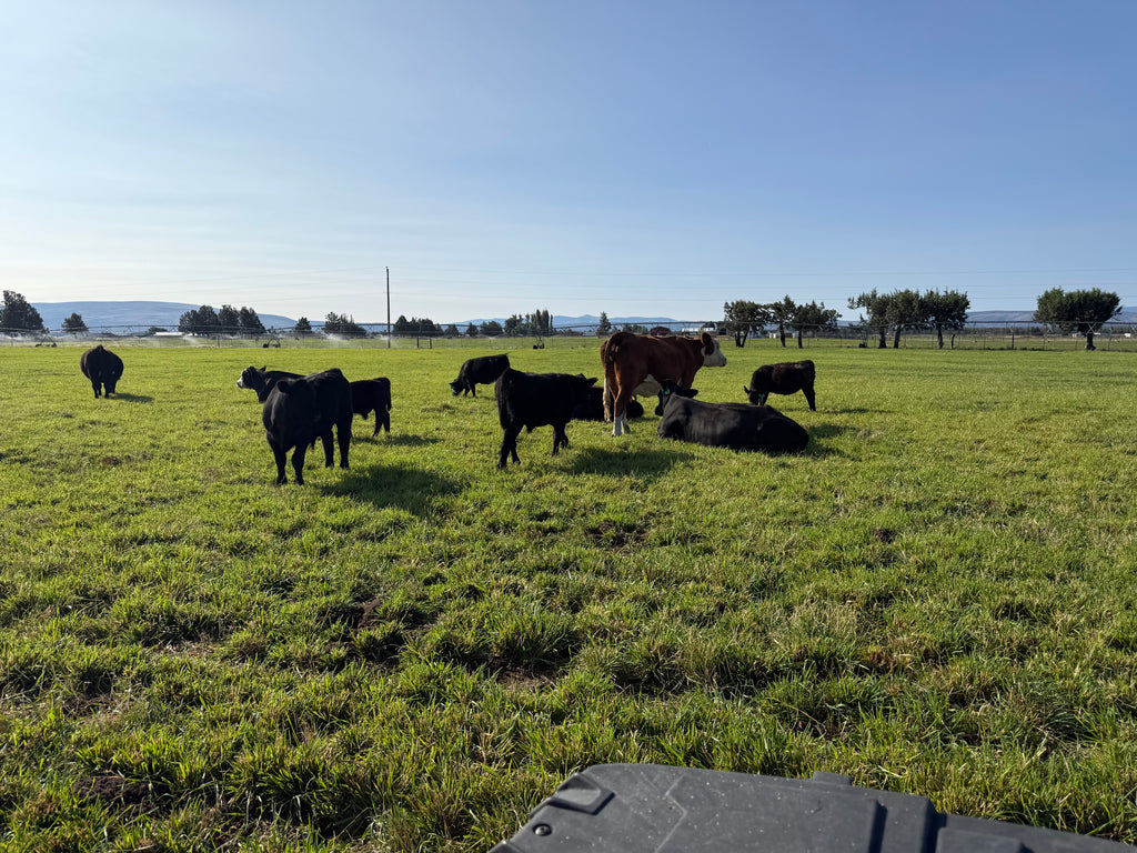 Beef Share options