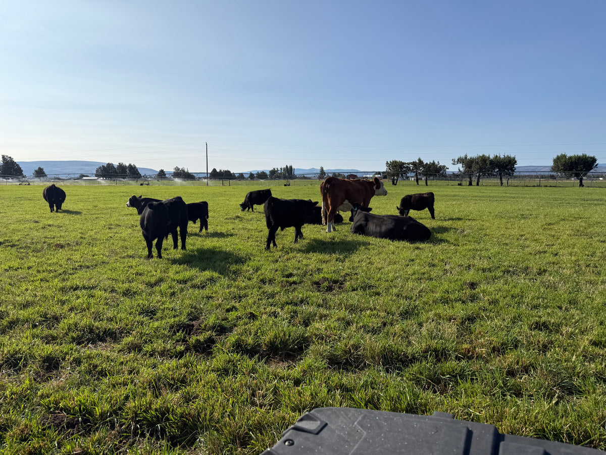 Beef Share options