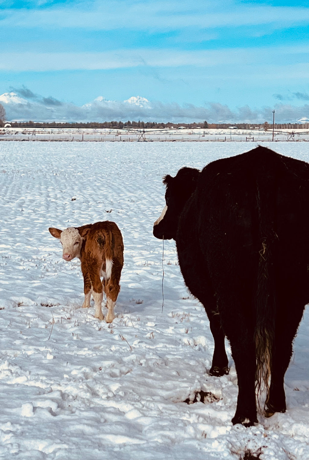 Beef Share options
