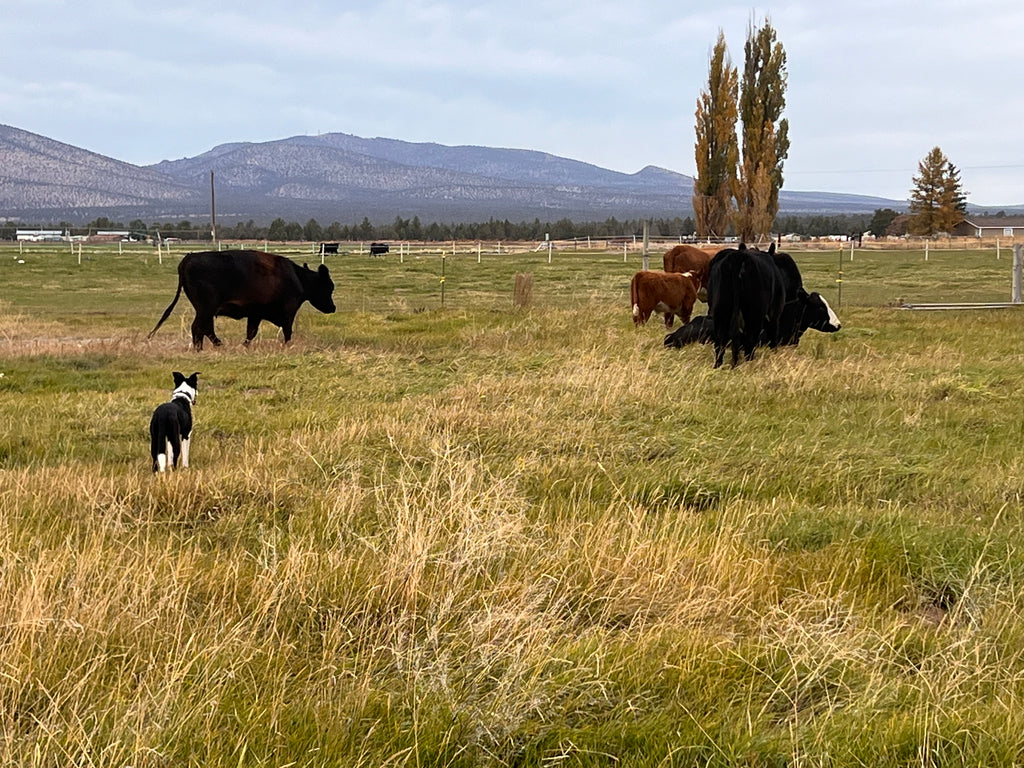 Beef Share options