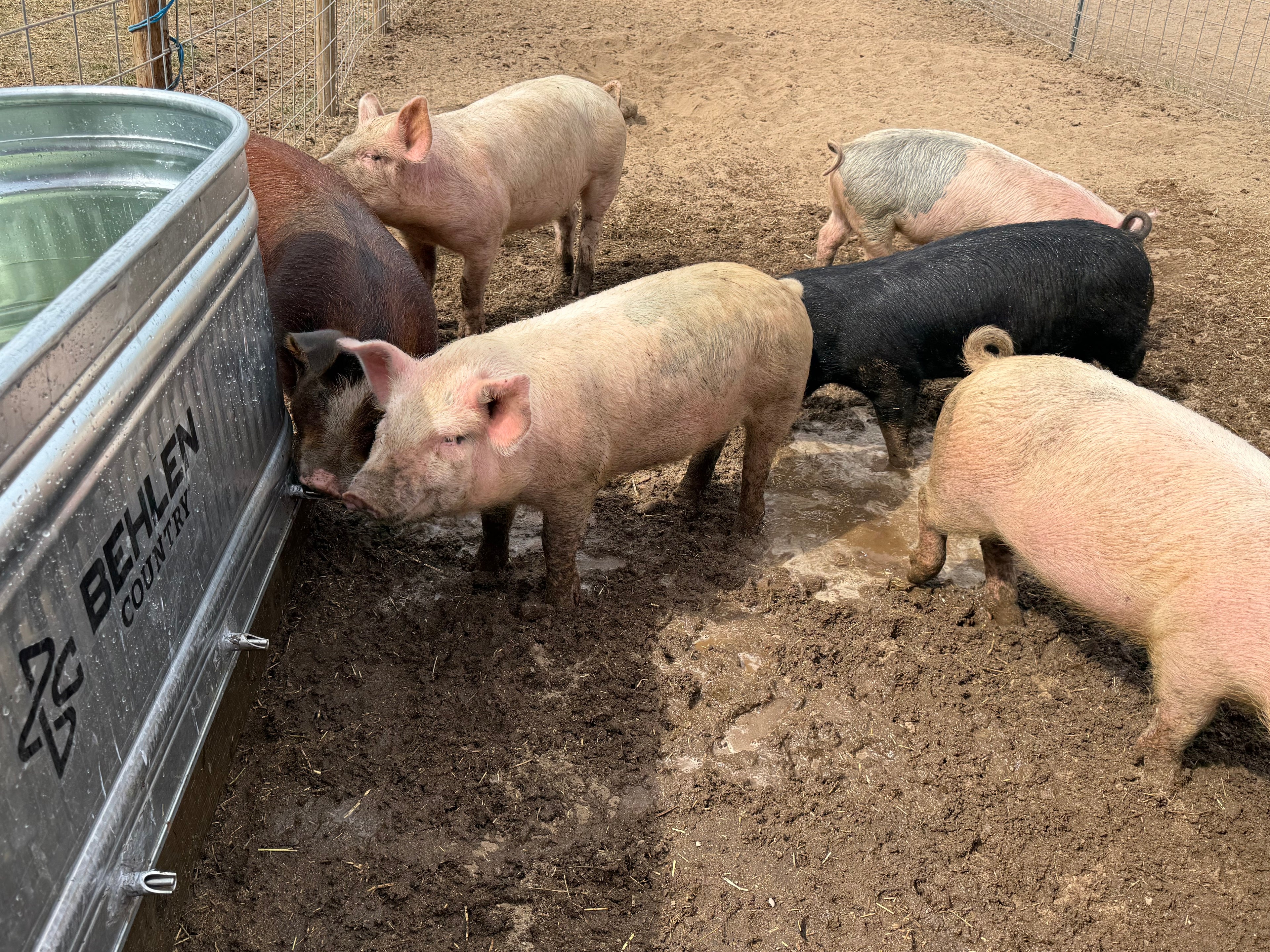Pork Shares