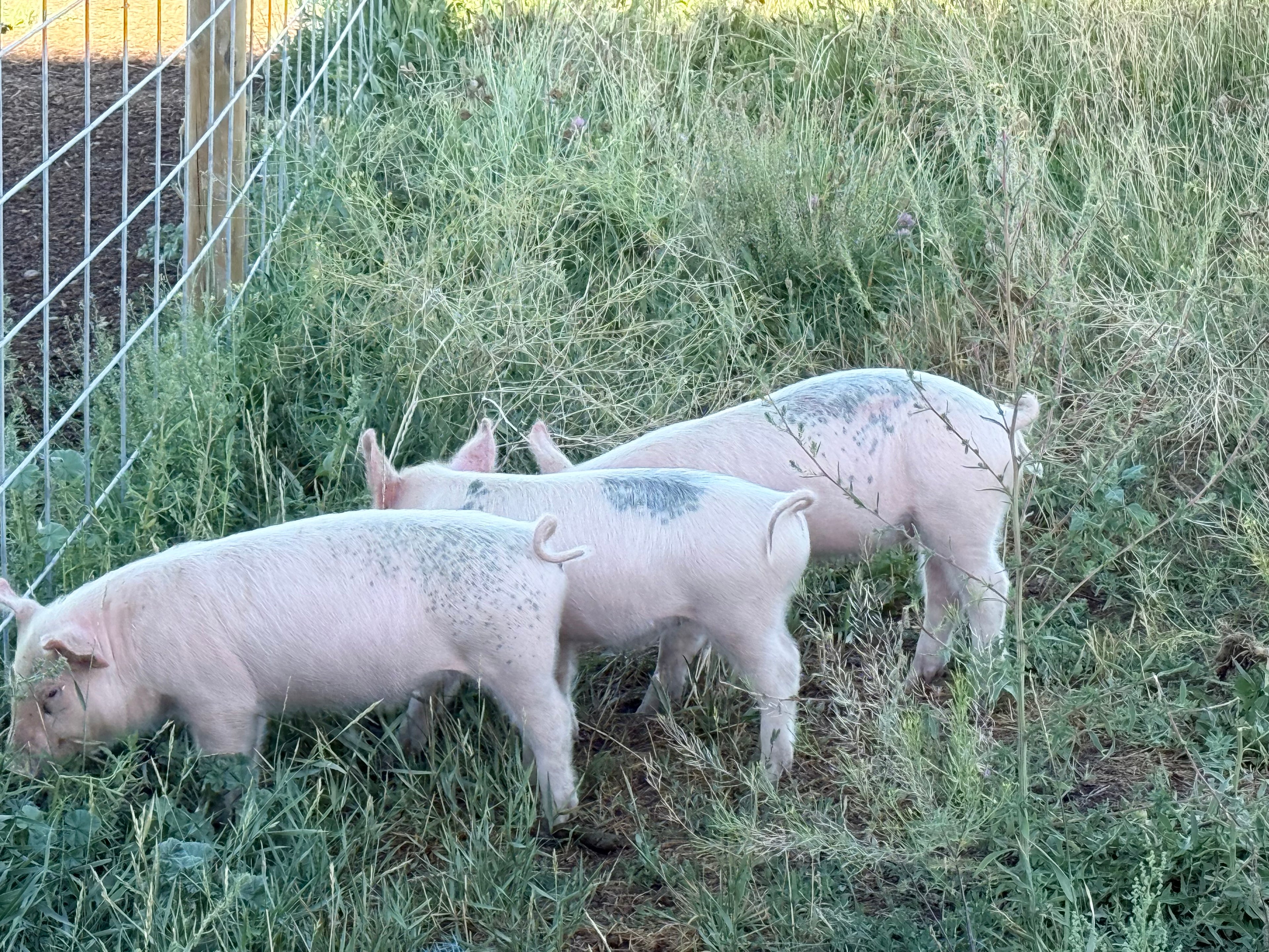 Pork Shares