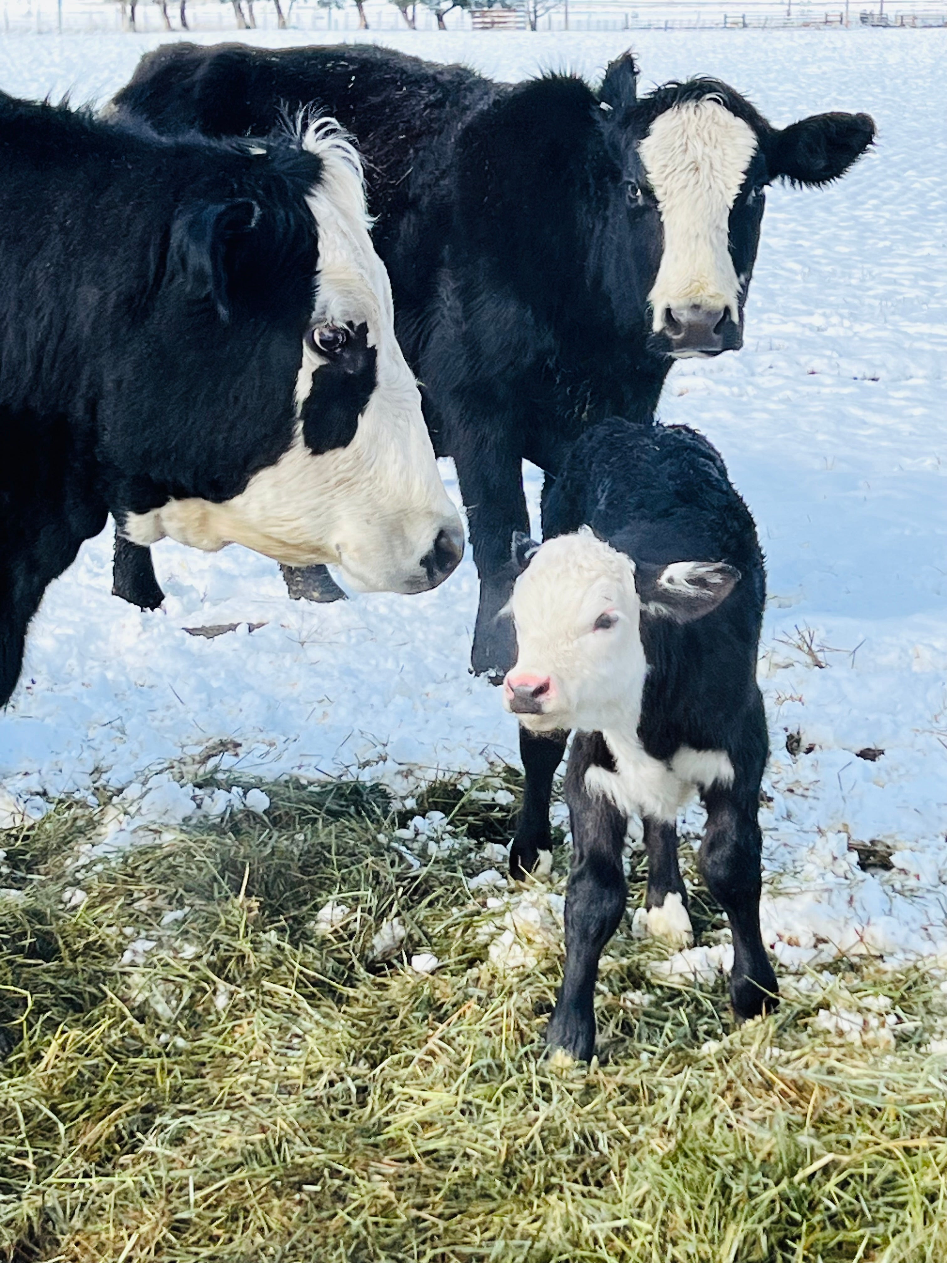 Beef Share options