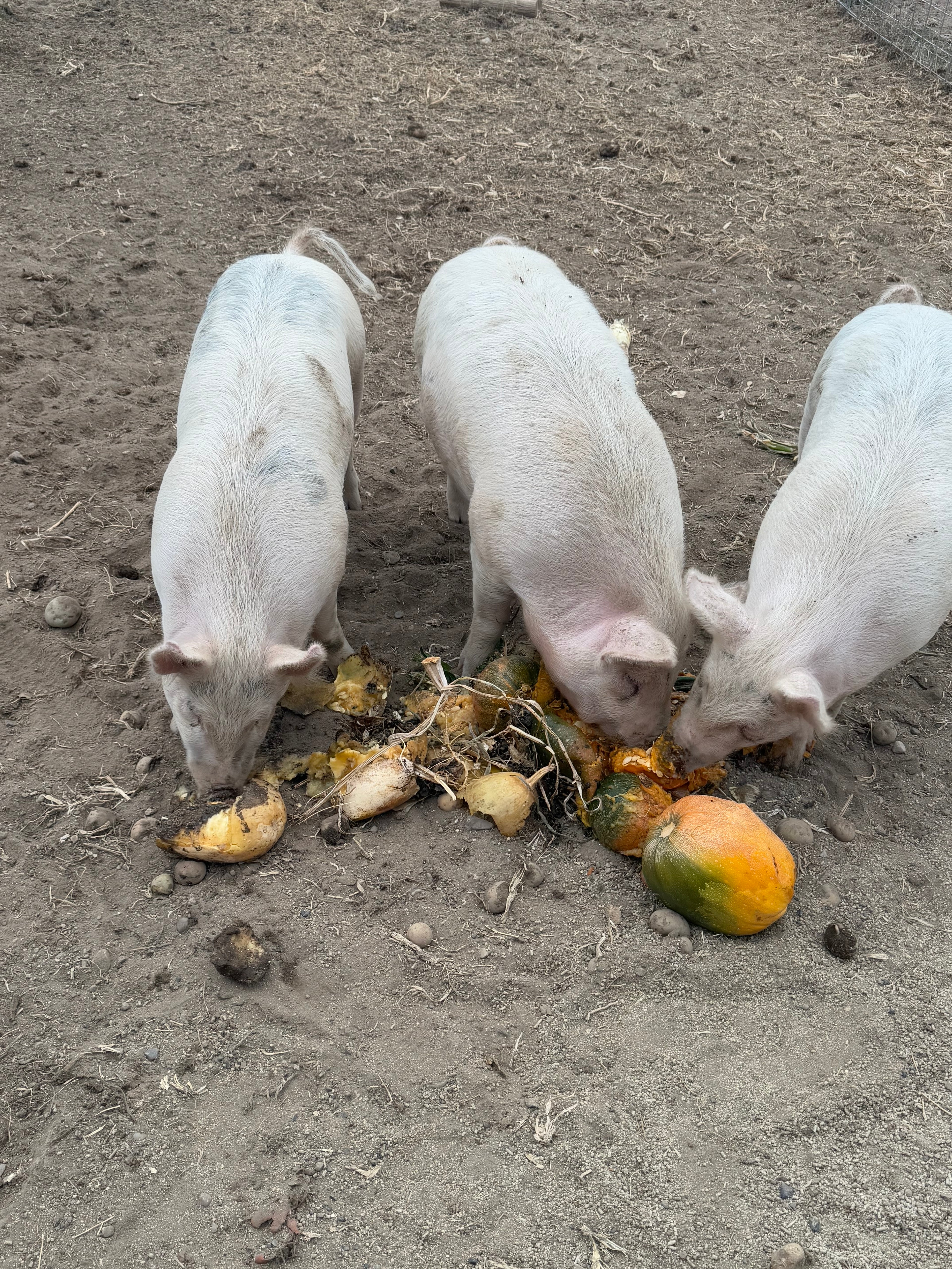 Pork Shares