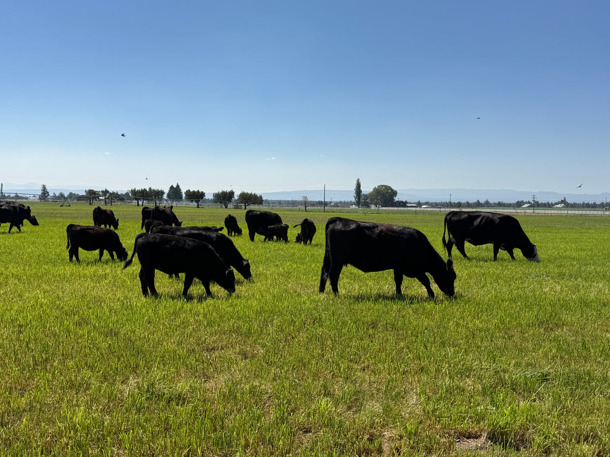 Beef Share options