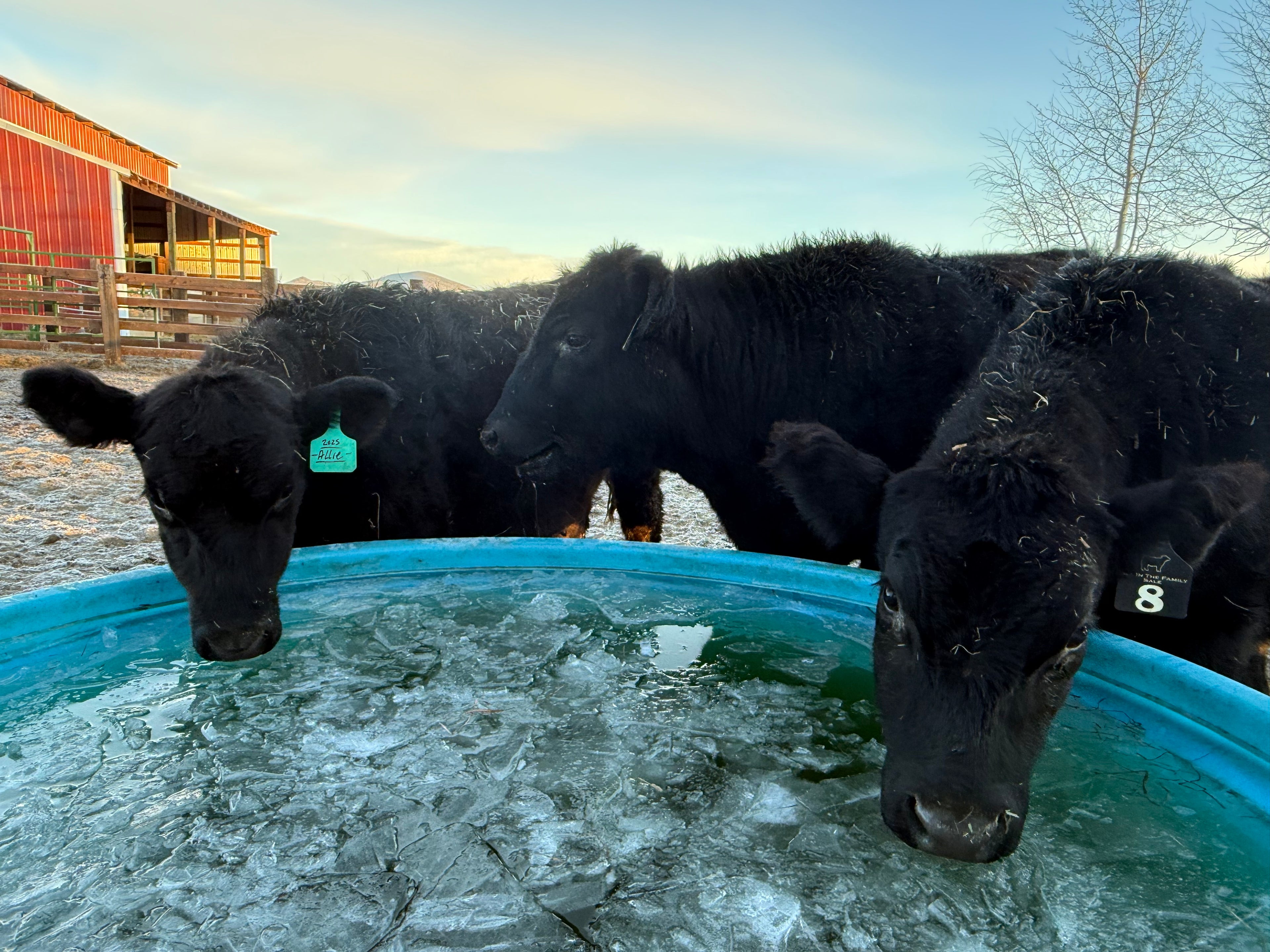 Beef Share options