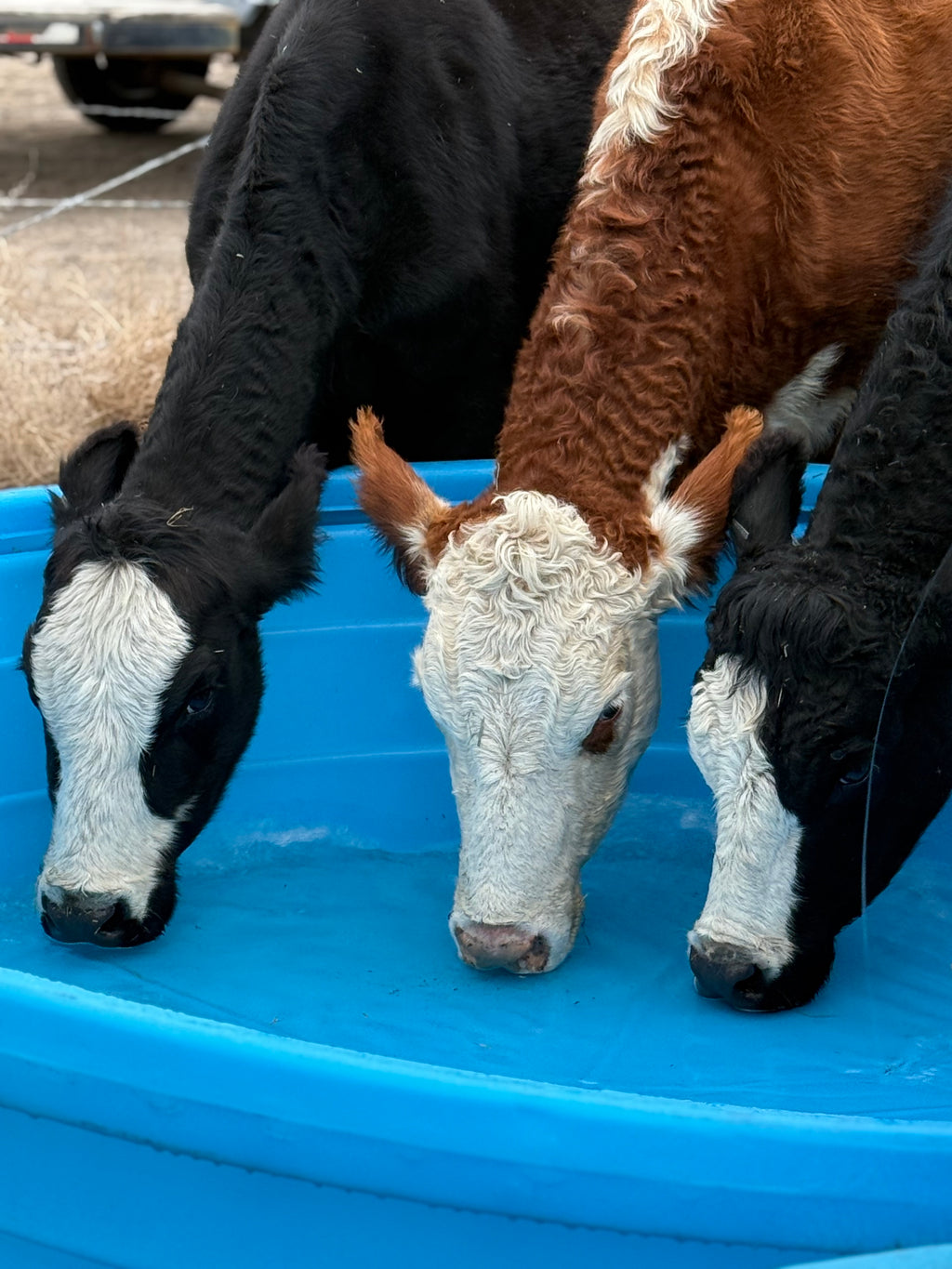 Beef Share options