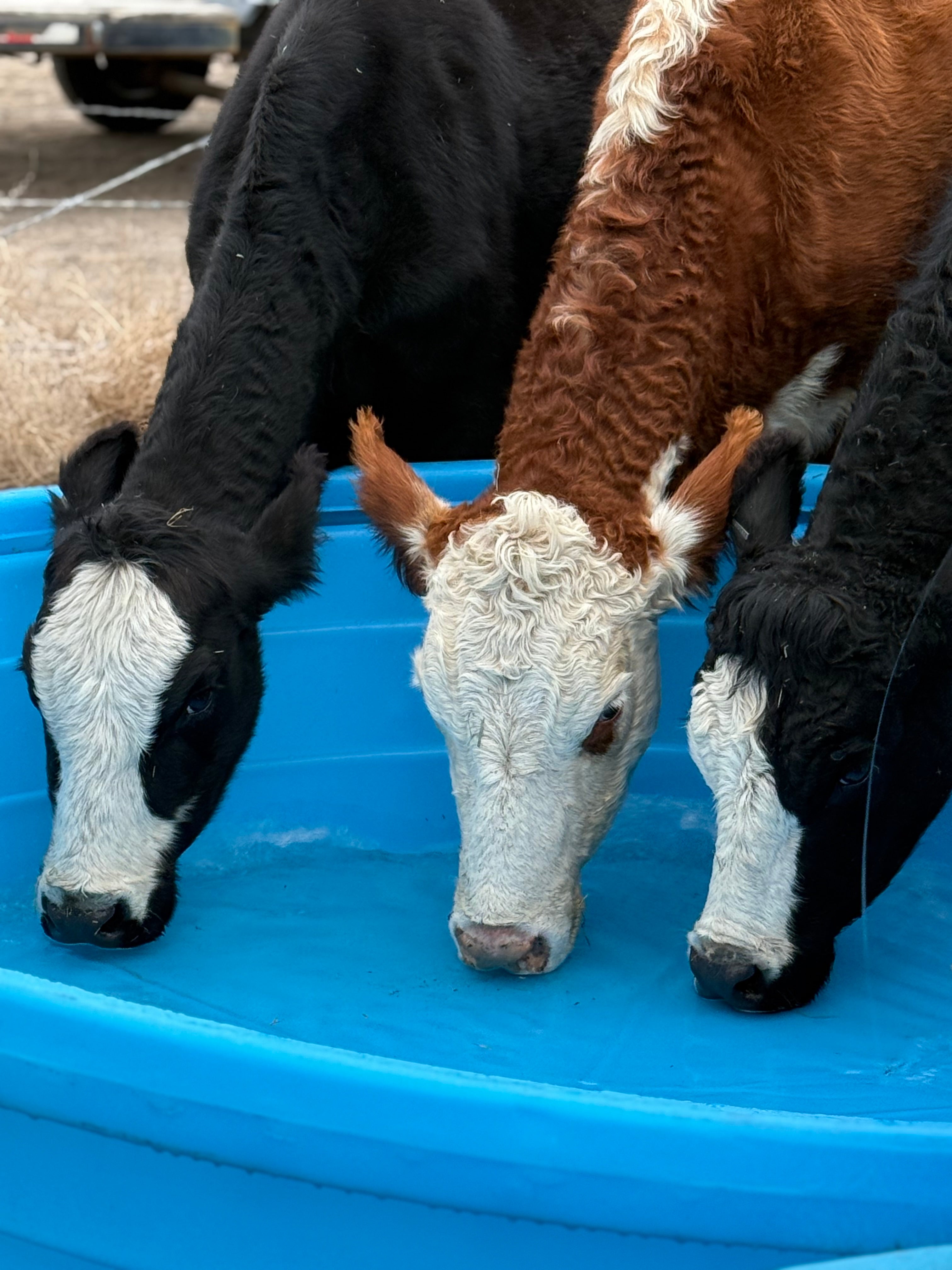 Beef Share options