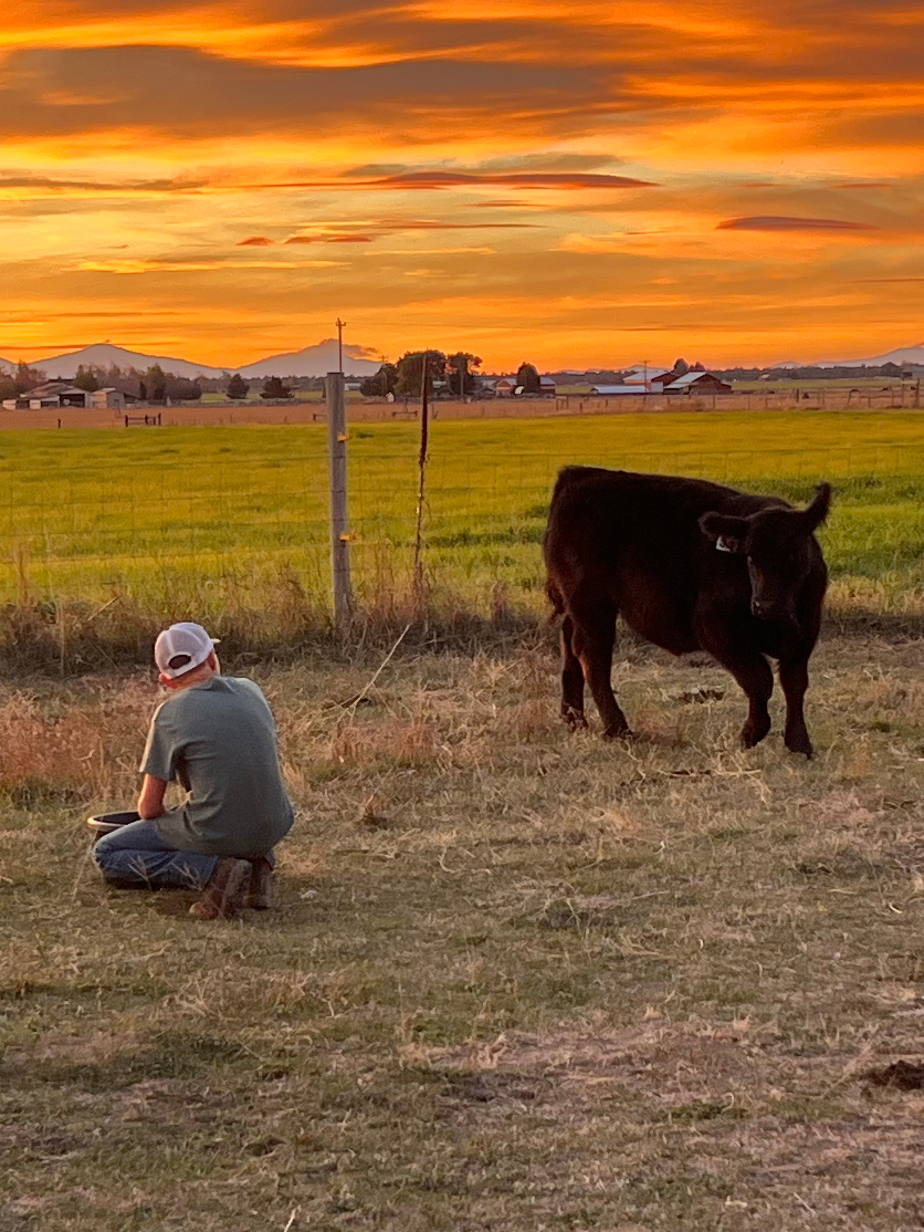 Beef Share options
