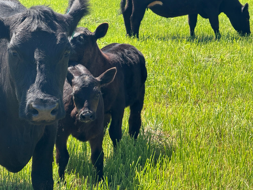 Beef Share options