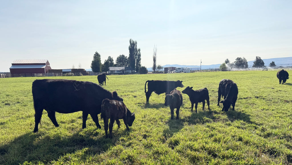 Beef Share options