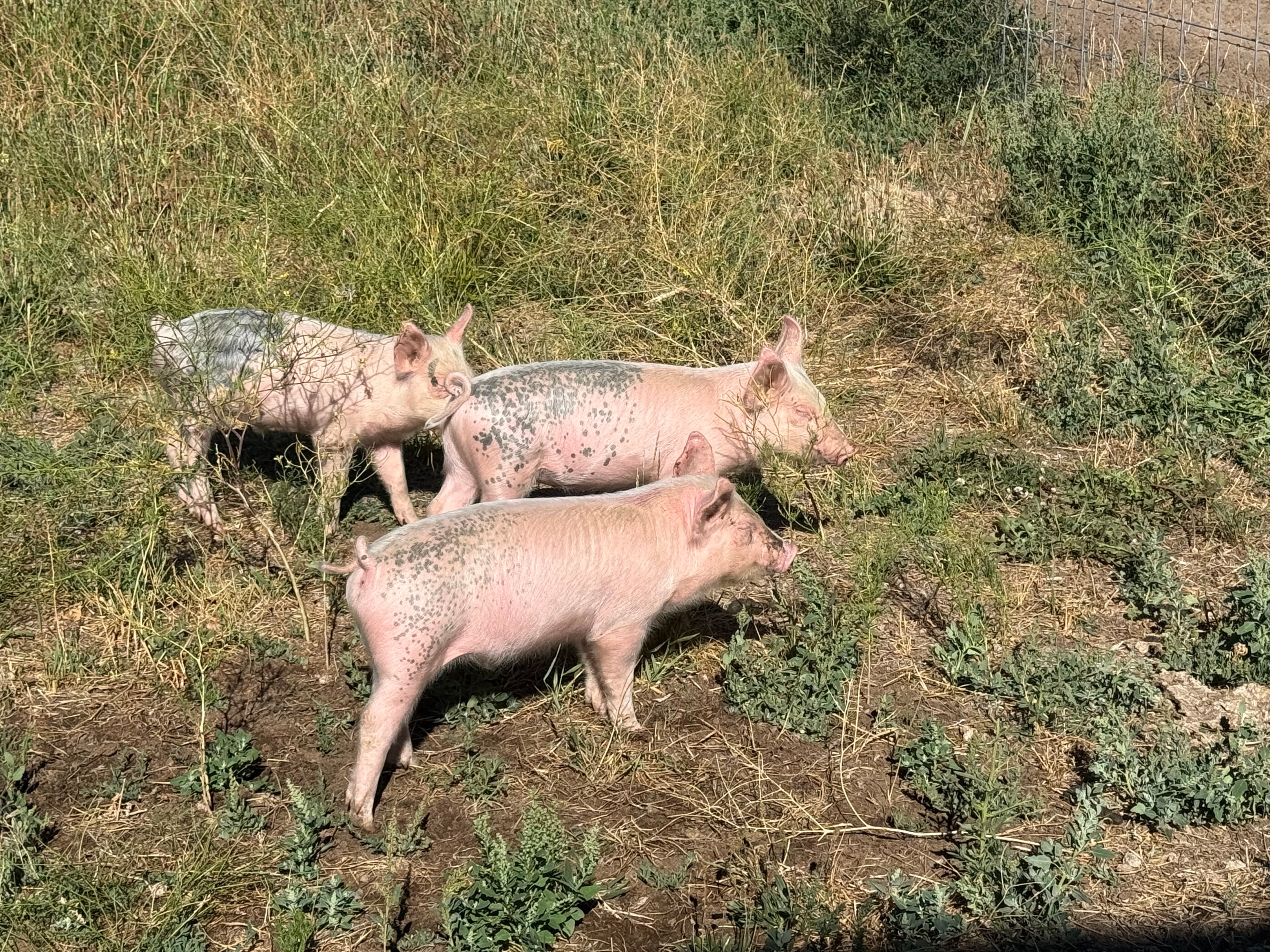 Pork Shares