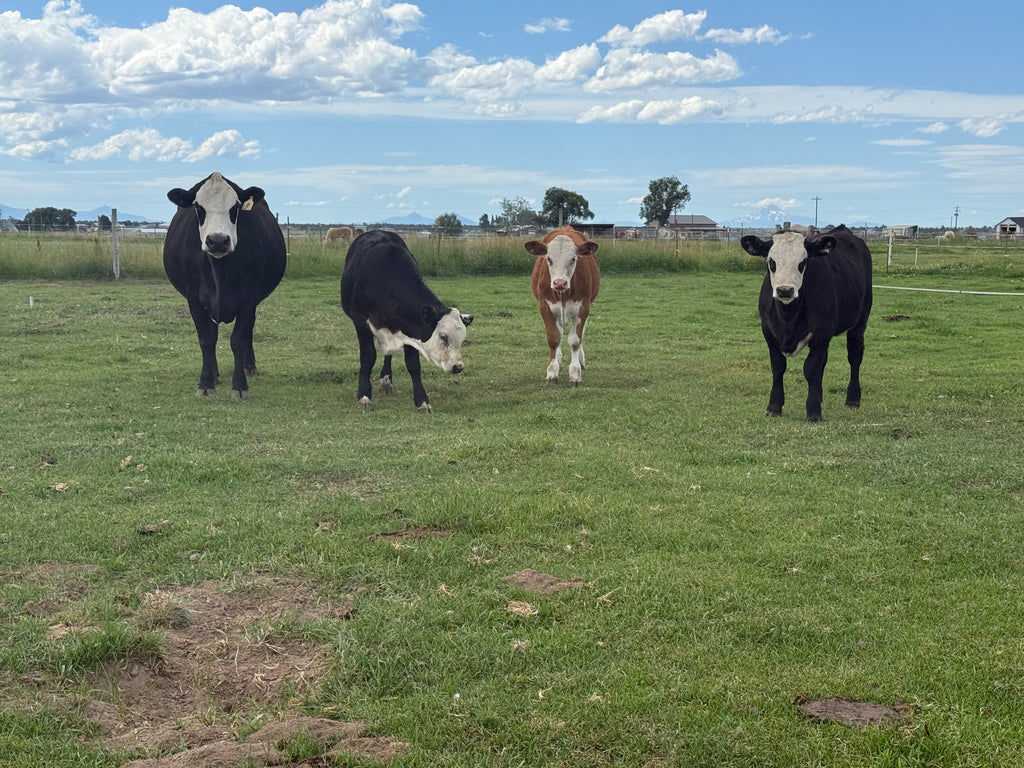 Beef Share options