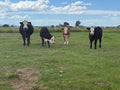 Beef Share options