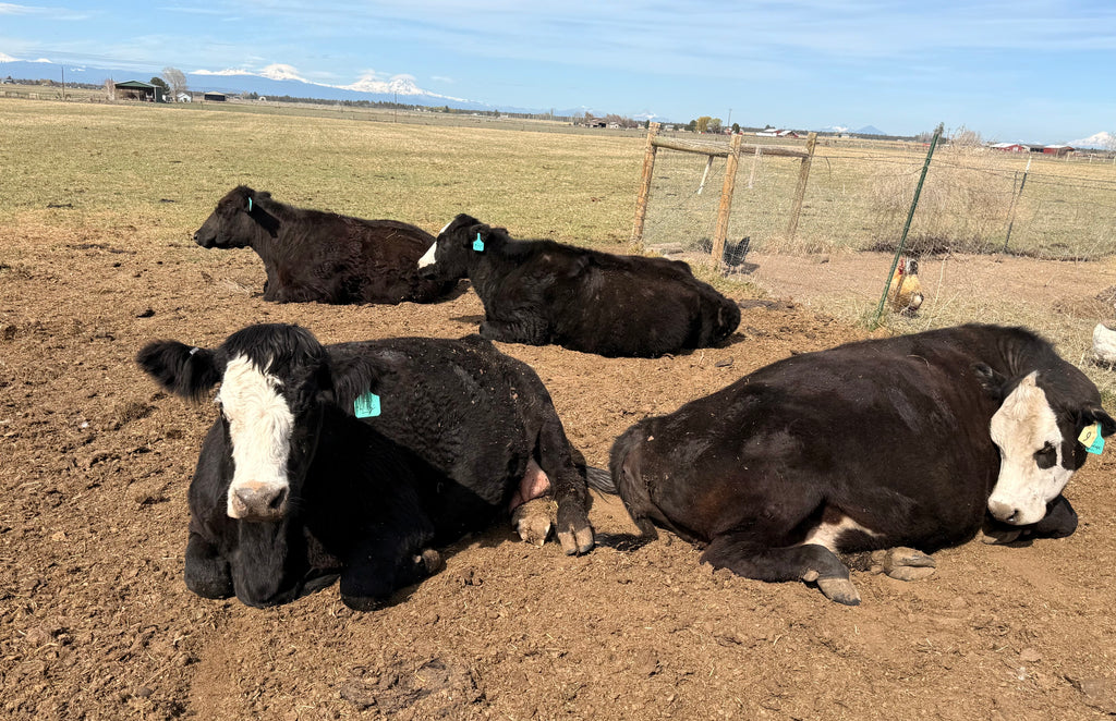 Beef Share options