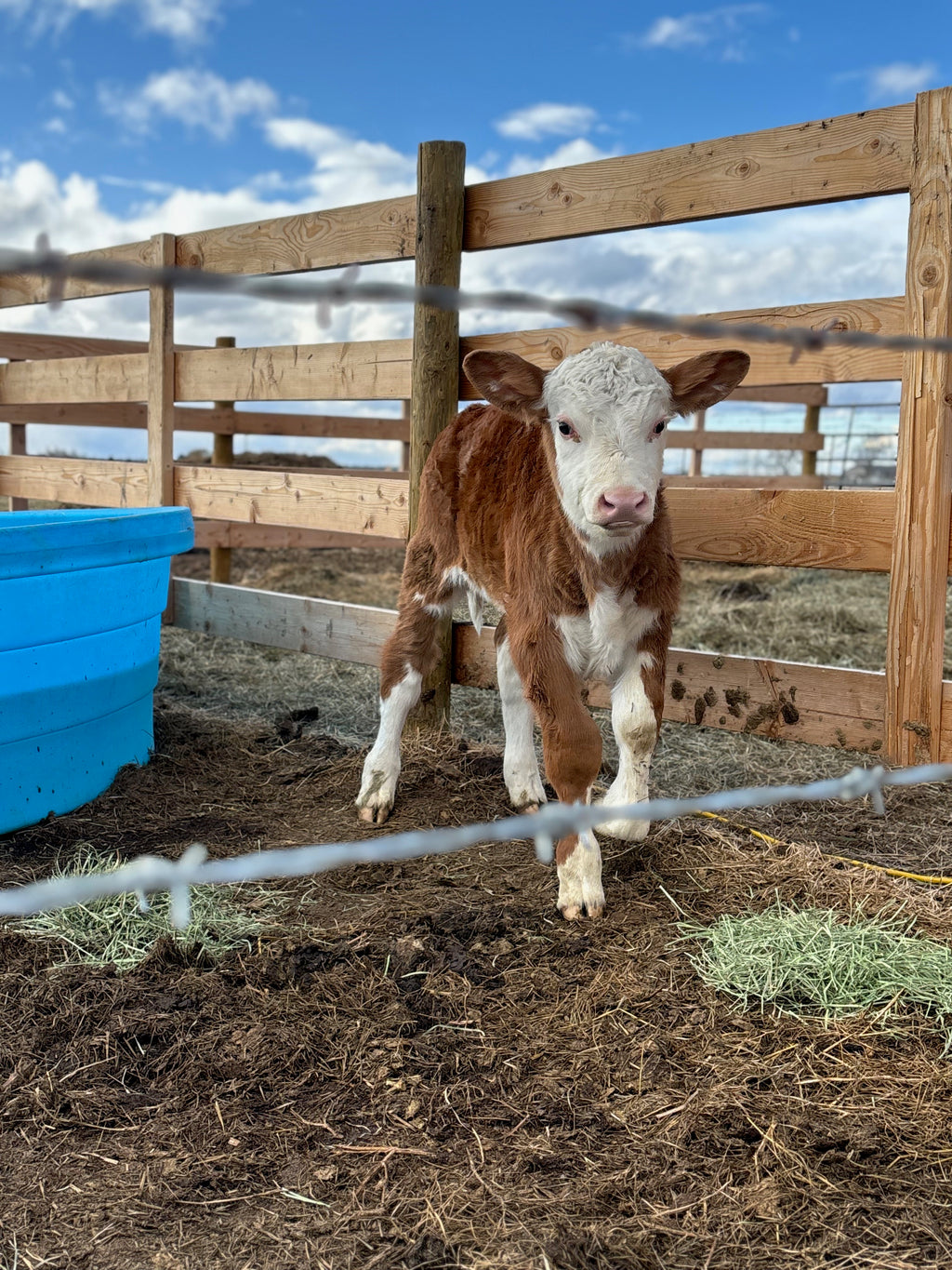 Beef Share options