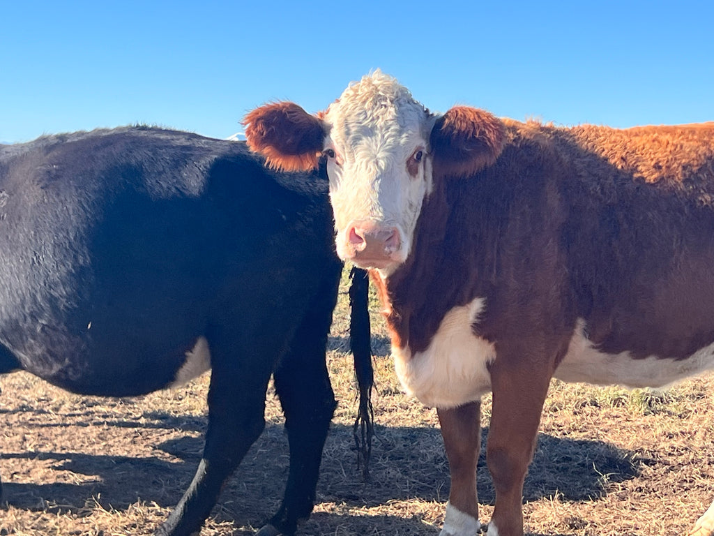 Beef Share options