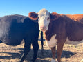 Beef Share options