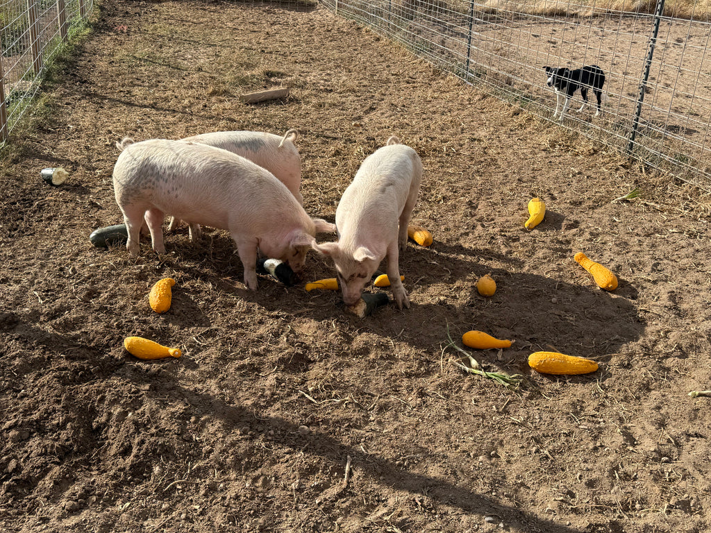 Pork Shares