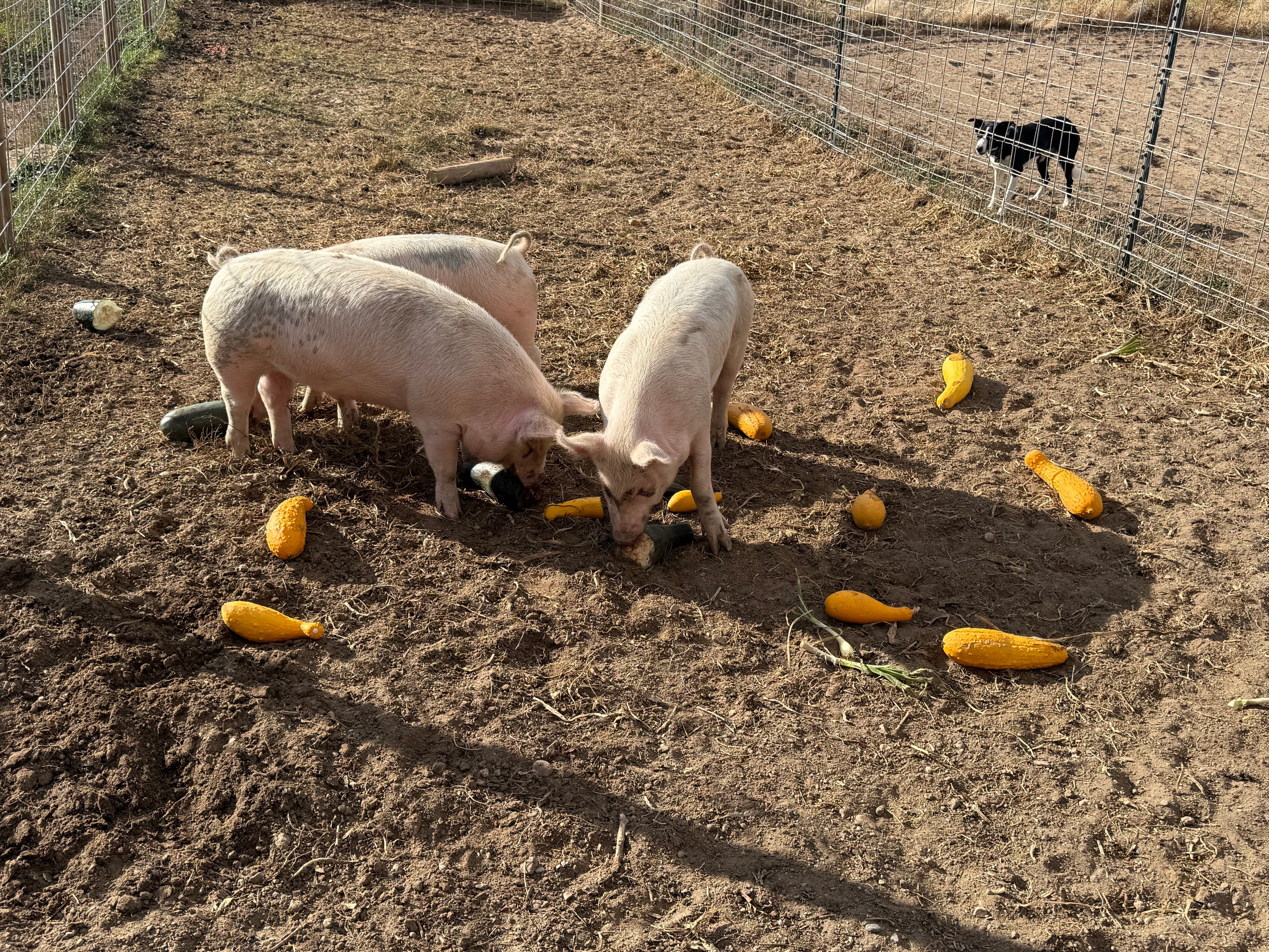 Pork Shares