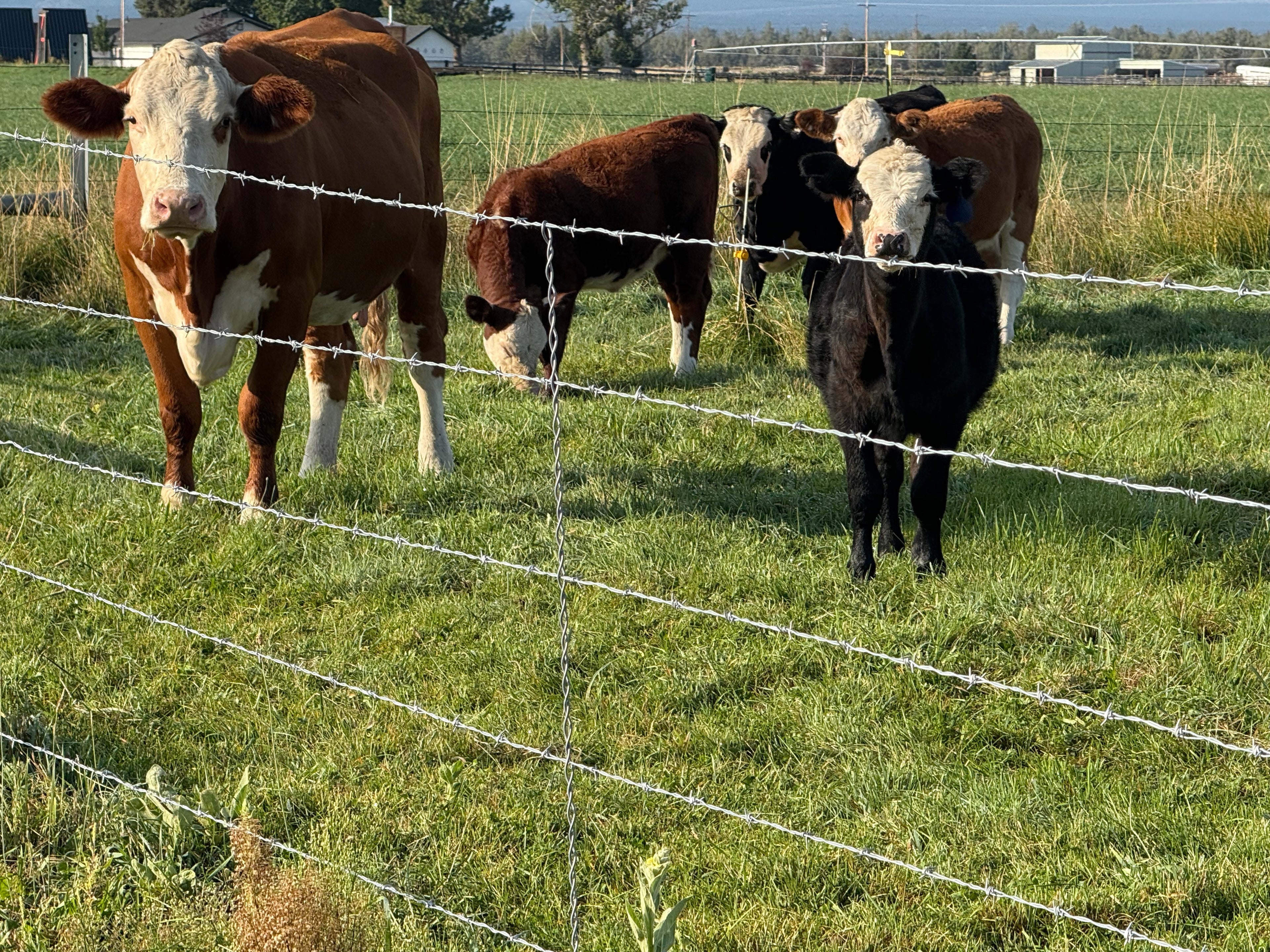 Beef Share options