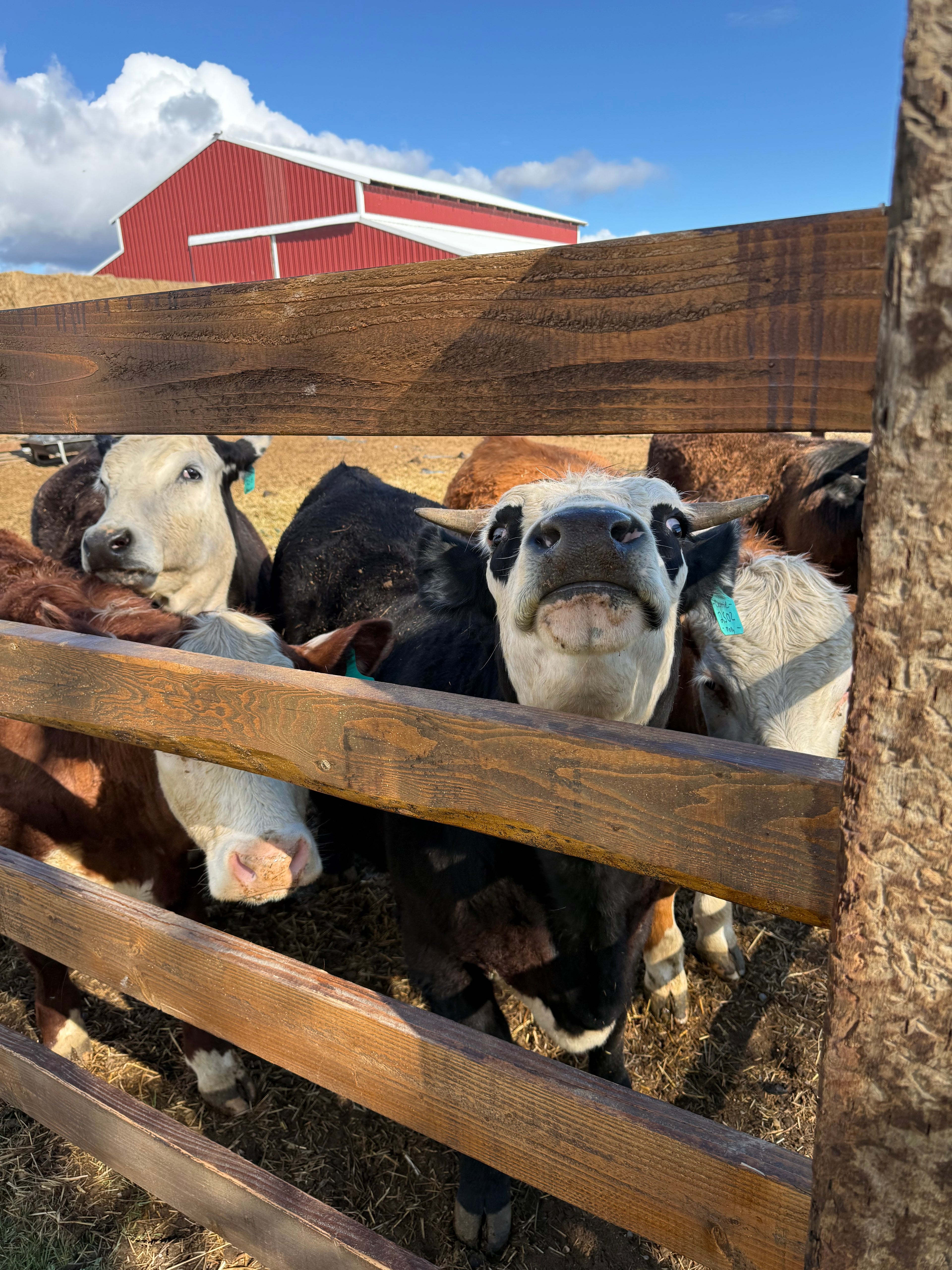 Beef Share options